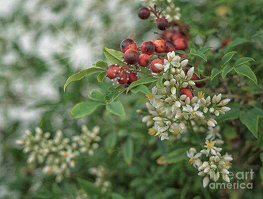 Wall Art featuring the photograph From Berries To Blossom by Mary Lou Chmura