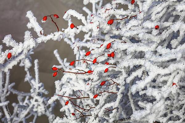 Freeze Wall Art featuring the digital art Frozen Tree Branches With Red Berries by Lucie Debelkova