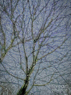 Spring Wall Art featuring the photograph Frozen Tree by William Norton