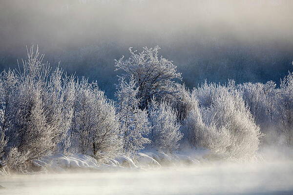 Freeze Wall Art featuring the digital art Frozen Trees by Christian Back