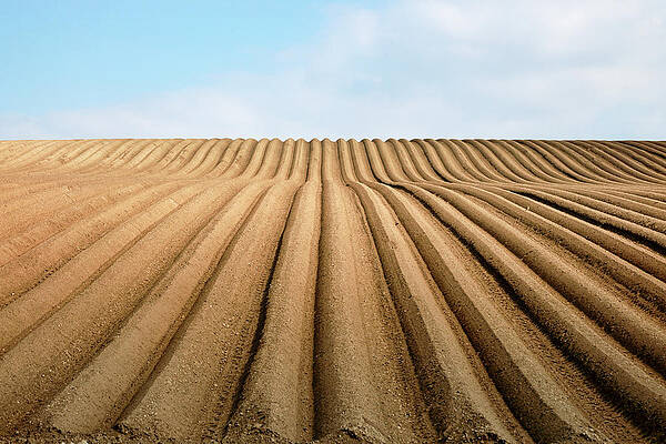 Country Wall Art featuring the photograph Furrows by Nicholas Blackwell