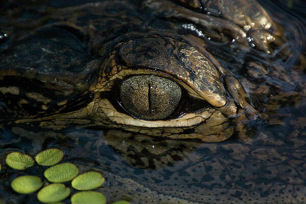 Wall Art featuring the photograph Gators Eye by Joe Leone