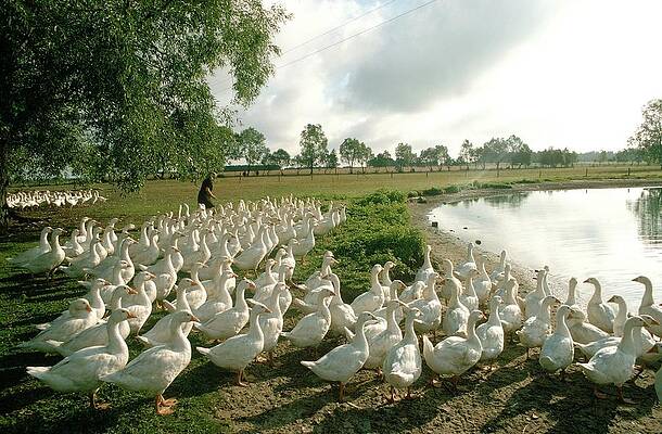 Wall Art featuring the photograph Geese Farming In Poland In 1979 - by Gerard Sioen