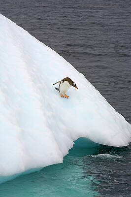 Wall Art featuring the photograph Gentoo Penguin On Iceberg, Antarctic by Eastcott Momatiuk