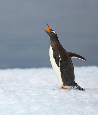 Wall Art featuring the photograph Gentoo Penguin Vocalizing, Antarctic by Eastcott Momatiuk