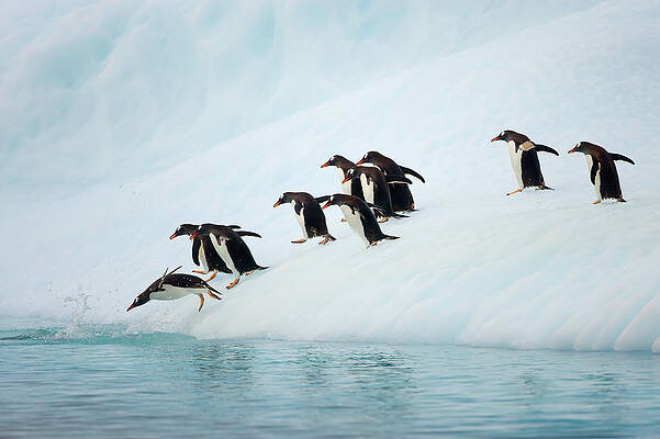 Wall Art featuring the photograph Gentoo Penguins On Iceberg, Antarctic by Eastcott Momatiuk