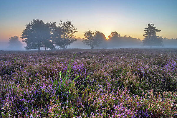 Germany Wall Art featuring the digital art Germany, Rhineland-palatinate, Sunrise In The Mehlinger Heide Near Kaiserslautern by Hans-georg Eiben