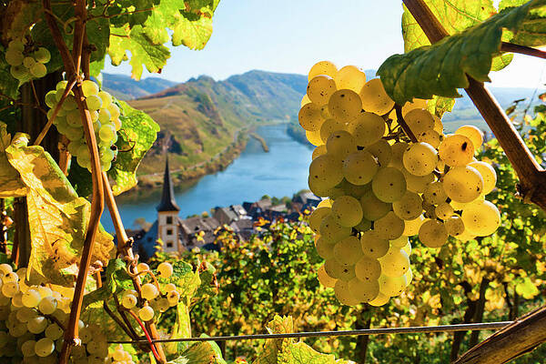 Eurasian Digital Art - Germany, Vineyards And Village by Olimpio Fantuz