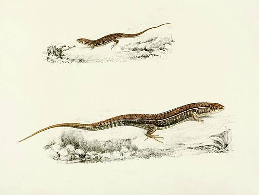 Reptile Painting - Gerrhosaurus Flavigularis by Sir Andrew Smith