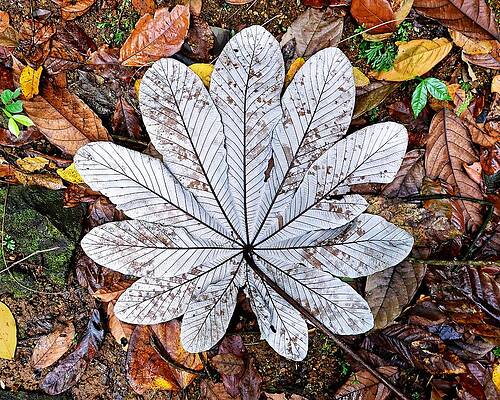 Wall Art featuring the photograph Ghost Leaf - St. Lucia by KJ Swan
