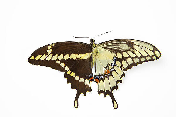 Giant Swallow-tail Butterfly by Darrell Gulin