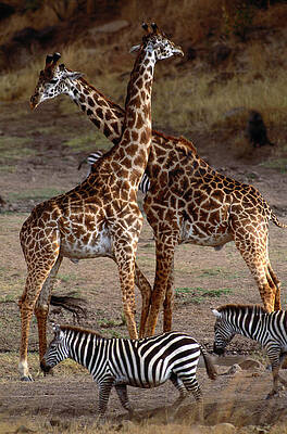 Giraffes and Zebras in Natural Habitat Wall Art