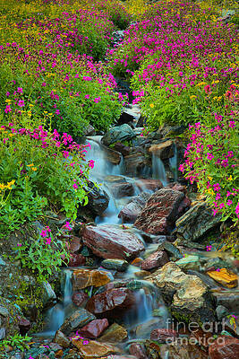 Wilderness Wall Art featuring the photograph Glacier Wildflower Waterfall Portrait by Adam Jewell