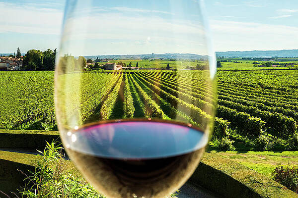 Wine Wall Art featuring the digital art Glass Of Amarone Wine by Franco Cogoli