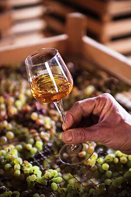 Wine Wall Art featuring the digital art Glass Of Sweet Wine Vino Santo by Franco Cogoli