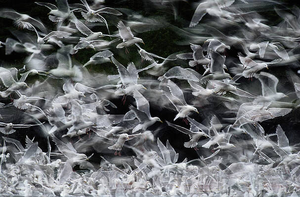Flock of Birds in Motion Wall Art