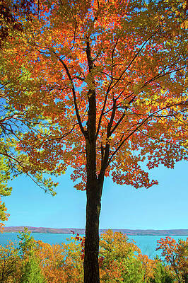 Fall Wall Art featuring the photograph Glowing Red Maple by Owen Weber