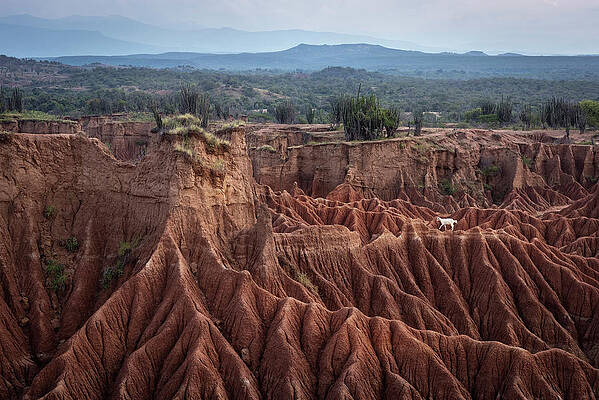 Goat Walking Through Surreal Landscape At Tatacoa Desert Desierto De La Tatacoa, Township Villavieja Nearby Neiva, Departmento Huila, Colombia, Southamerica Print