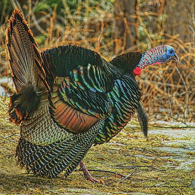 Wild Photograph - Gobbling In The Sunshine by Dale Kauzlaric