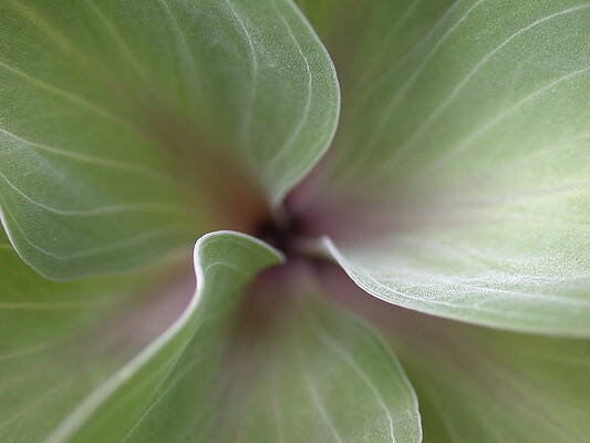 Wall Art featuring the photograph Goddes Spiral by Mtnsnail