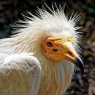 Wildlife Wall Art featuring the photograph Goddess Nekhbet - Egyptian Vulture by KJ Swan