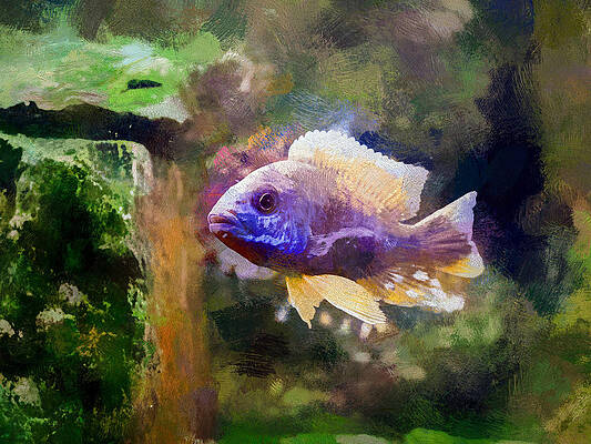Wildlife Digital Art - Gold Peacock Cichlid by Don Northup
