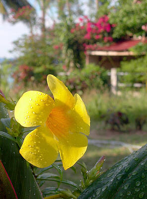 Red Wall Art featuring the photograph Golden Dew by Steven Robiner