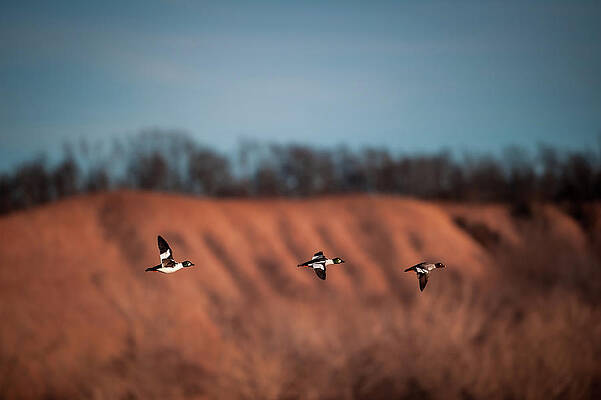 Missouri Wall Art featuring the photograph Golden Eye by Jeff Phillippi