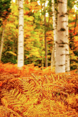 Fall Photograph - Golden Ferns In The Birch Glade by Jeff Sinon