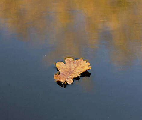 Organic Photograph - Golden Leaf On Water by Scott Lyons