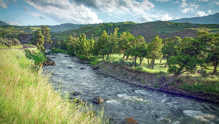 Vibrant Wall Art featuring the photograph Golden Light Along The Yellowstone River by Marcy Wielfaert