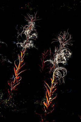 Wall Art featuring the photograph Gone To Seed by Fred Denner