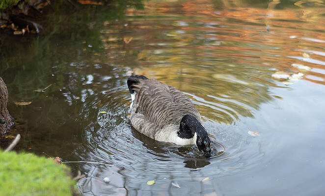 Wild Photograph - Goose Head In Water by Scott Lyons
