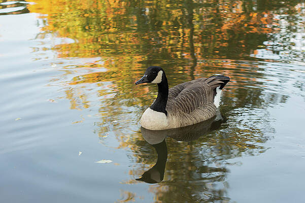 Wild Photograph - Goose Reflecting In Water by Scott Lyons