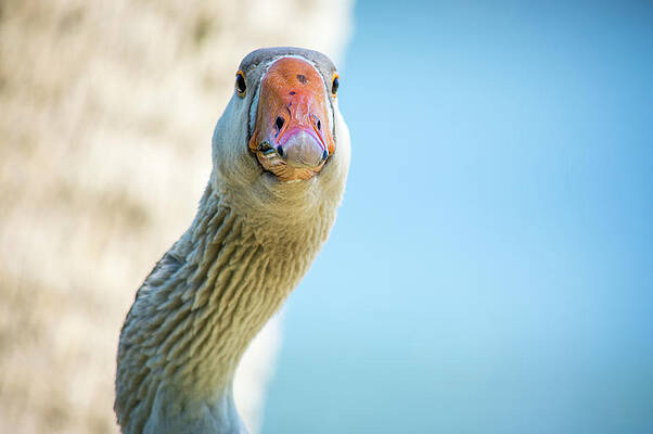 Wall Art featuring the photograph Goose Stare Down by Joe Leone