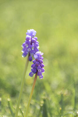 Photograph - Grape Hyacinth Flowers by Scott Lyons