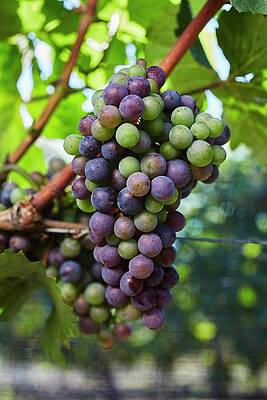 Grapes Changing Colour On A Vine Print