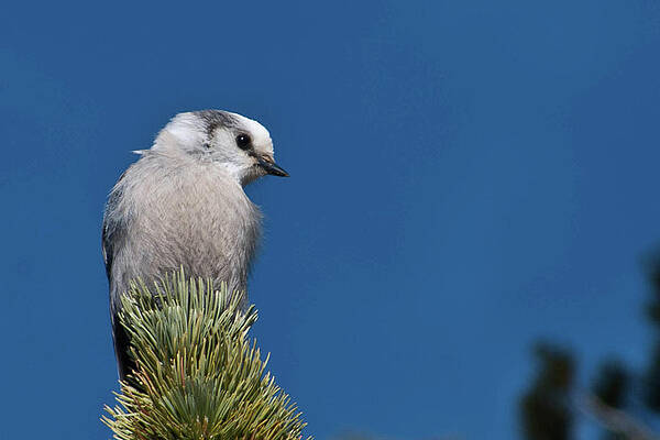 Sky Wall Art featuring the photograph Gray Jay With Blue Sky by Cascade Colors