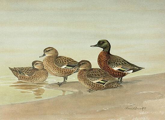 Flock Painting - Gray Teal, Chestnut-breasted Teal by Allan Brooks