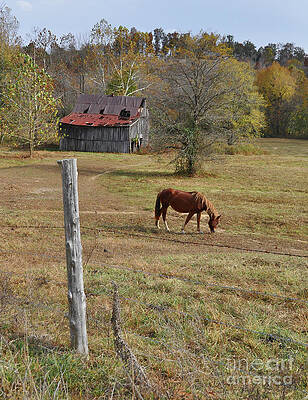 Kentucky Wall Art featuring the photograph Grazer by Randall Dill