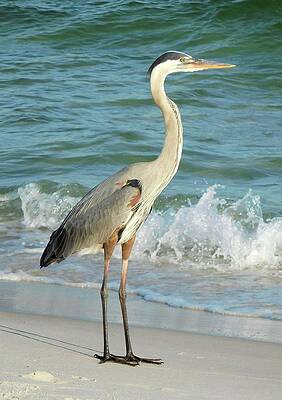 Wall Art featuring the photograph Great Blue Heron In The Surf by Karen Stansberry
