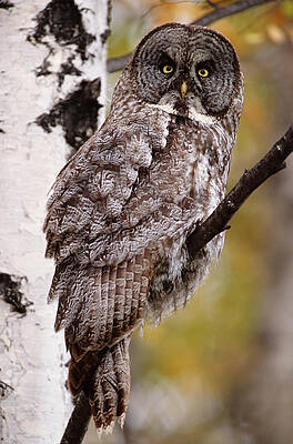Wall Art featuring the photograph Great Grey Owl Strix Nebulosa, Perching by Eastcott Momatiuk