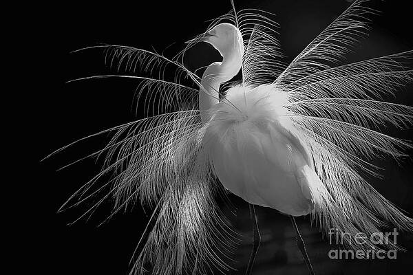 Wall Art featuring the photograph Great White Egret Portrait - Displaying Plumage by Mary Lou Chmura