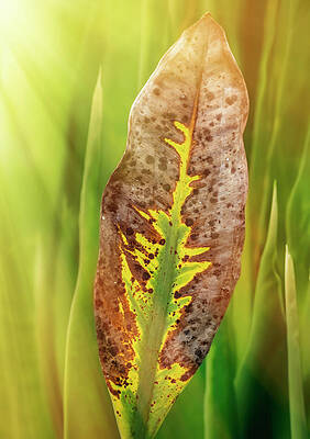 Yellow Wall Art featuring the digital art Green, Brown, And Yellow Leaf On An Aquatic Plant by Laura Diez