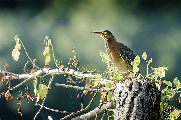 Country Wall Art featuring the photograph Green Heron by James Overesch