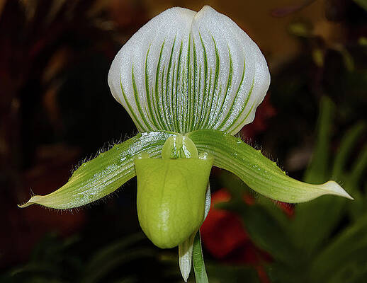 Dramatic Wall Art featuring the photograph Green Lady Slipper by Jean Noren