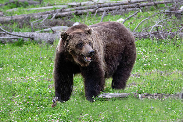 Wall Art featuring the photograph Grizzly Bear by Douglas Wielfaert