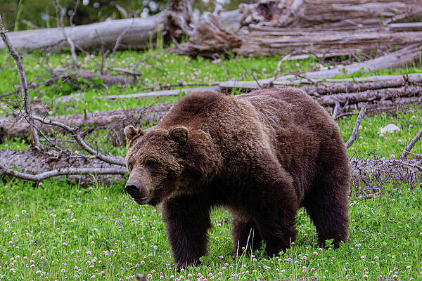 Wall Art featuring the photograph Grizzly Bear Of Yellowstone by Douglas Wielfaert
