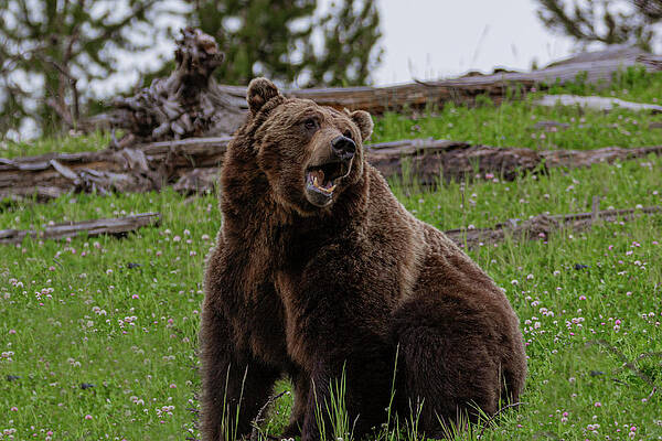 Wyoming Photograph - Grizzly Boredom by Douglas Wielfaert