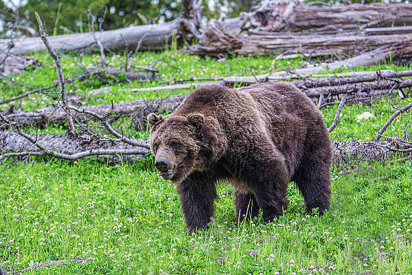 Wall Art featuring the photograph Grizzly Encounter by Douglas Wielfaert